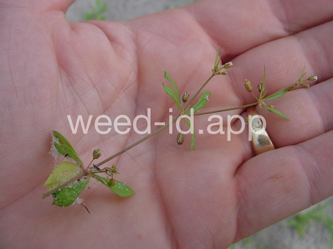 carpetweed